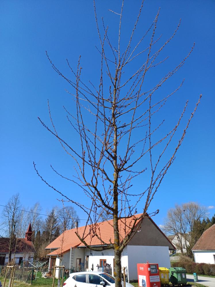 Višeň před řezem